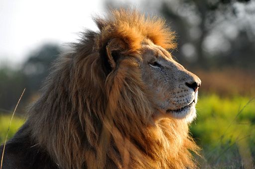 Giornata del leone: in 20 anni popolazione quasi dimezzata in Africa