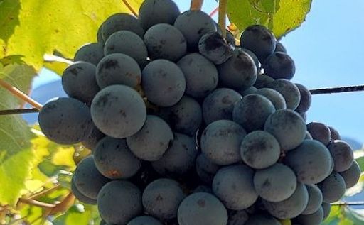 Il vitigno Enantio a piede franco diventa nuovo Presidio Slow Food