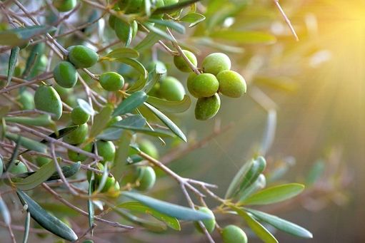 Il Crea nel progetto europeo per miglioramento genetico dell’olivo